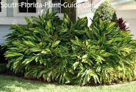 Waterwise plants reduce maintenance while using fewer resources. Variegated Ginger Tall Shade Plants Shade Plants Plants