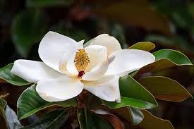When blooming large colorful flowers mixed in. Magnolia Trees Buying Growing Guide Trees Com