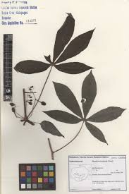 Image result for Manihot esculenta