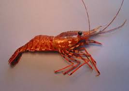 Image result for Platostoma strictum