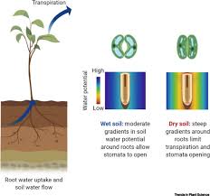 Plant the tomato plant with 1/2 to 2/3 of it under the ground, as noted in the article, with the potato just above the root ball. Soil Rather Than Xylem Vulnerability Controls Stomatal Response To Drought Sciencedirect