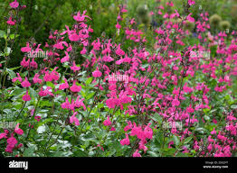 Image result for Sebaea microphylla