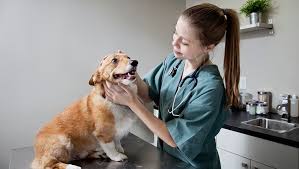 Swollen Lymph Nodes In Dogs Symptoms Causes Treatments
