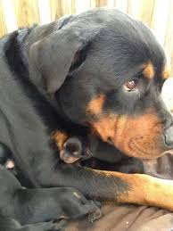 Anne Ile Bebek Rottweiler Kopek Dogs Rottweiler Dog Breeds
