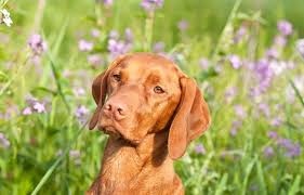 Each puppy will come with. Tips On How To Train A Vizsla Puppy
