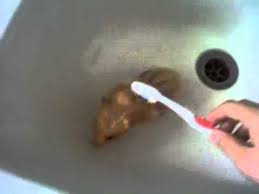Giving My Hamster Bath Youtube
