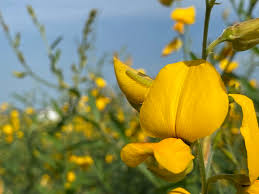 Image result for Crotalaria juncea