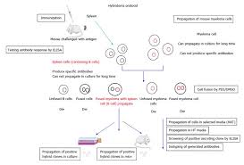 Monoclonal Antibodies Principles And Applications Of