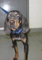 Black And Tan Coonhound Rescue Ohio Ohio Urgent Gilbert Id 2716 Is An Adoptable Black Tan Coonhound Dog In Georgetown At Brown County Animal Shelter 100 Dog Sounds Animal Shelter Animals