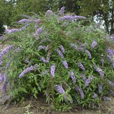 The seedlings are very nice and healthy looking. Lavender Cascade Butterfly Bush Shrubs Trees All Almost Eden