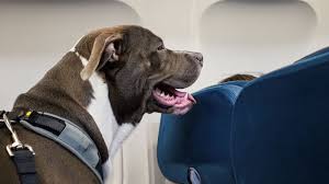 Express shipping of vests, certificates, and physical id cards is available. New Federal Rules For Emotional Support Animals On Planes Are Coming Here S Why Veterans With Service Dogs Support Restrictions And Some Disability Advocates Don T Chicago Tribune