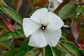 Image result for Melhania