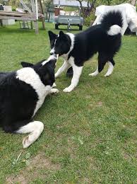 Image result for karelský medvědí pes