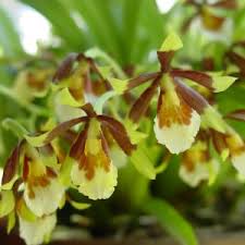 Image result for Polystachya melanantha