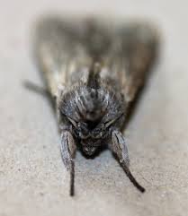 Image result for Cucullia umbratica