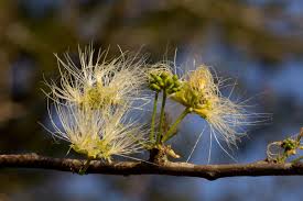 Image result for Albizia anthelmintica