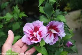 Image result for Hibiscus syriacus Violet Clair Double