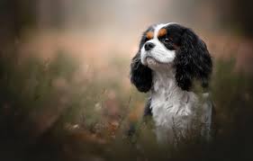 Check spelling or type a new query. Cavalier King Charles Spaniel Wallpapers Wallpaper Cave
