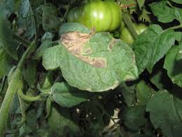Image result for tomato seedling early blight