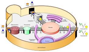 Yeast can reproduce by producing a bud. Engineers Genetically Reprogram Yeast Cells To Become Microscopic Drug Factories Kimdeyir