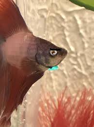 Make your own images with our meme generator or animated gif maker. Angry Betta Bettafish