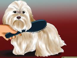 Maybe you would like to learn more about one of these? 3 Ways To Groom Maltese Dogs Wikihow