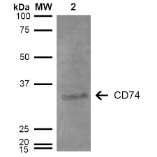 The camel igg presented as two bands with molecular masses of 250 and 100 kda, the latter corresponding to heavy chain igg, on 10% gel electrophoresis. Anti Cd74 Antibody Mybiosource