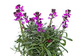 Check spelling or type a new query. Erysium Plant On A White Background A Perennial Garden Plant Stock Photo Picture And Royalty Free Image Image 84771039