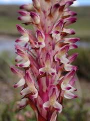 Image result for Disa fragrans