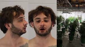 Aurora house fire response uncovers large weed grow operation, police say