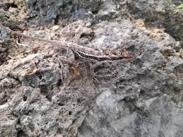 Ghost Anole from San Francisco, Guatemala