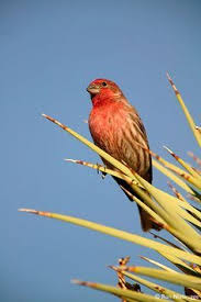 Black And White Bird With Red Head California California High Desert Birds Google Search Backyard Birds Birds Bird Photo