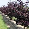 The leaves have the brightest purple color in early spring when it first appears. Https Encrypted Tbn0 Gstatic Com Images Q Tbn And9gcqr5vmms8esotegb8nzu4i1b Cbwear6vhv1kvvmaupnx7paf50 Usqp Cau