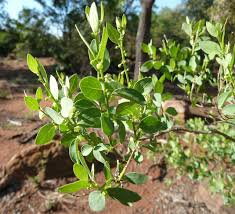 Image result for Clutia sessilifolia