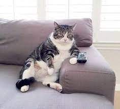 pin ot polzovatelya nasiba na doske cats sobaki zhivotnye koshki