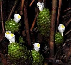 Image result for Costaceae