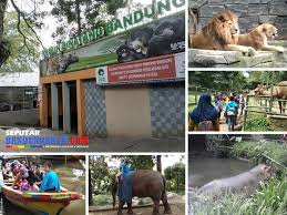 Induk bekantan dan bayinya yang baru saja lahir pada januari 2018 kemarin. Kembali Dibuka Di Era New Normal Ini Jam Buka Dan Harga Tiket Kebun Binatang Bandung