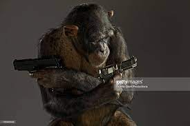 Chimpanzee Stands With Arms Crossed And Guns In Each Hand Pan Troglodytes Animals Arms Crossed Chimpanzee