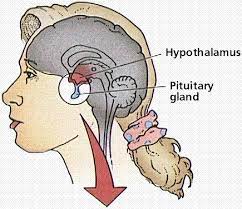 The Endocrine System Pituitary Gland Endocrine System Thyroid