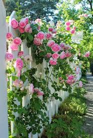 Admirable Beautiful Beautify Garden Gardenlandscaping Eden Rose 30 Admirable Eden Rose Garden To Beauti Blumen Anbauen Fruhlingsgarten Gartenrosen