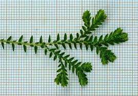 Image result for Selaginella tenerrima