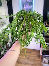 Image result for Huperzia bampsiana