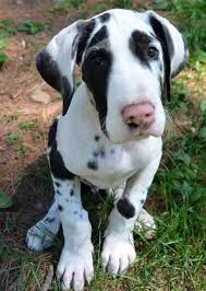 Interesting facts about our great dane puppies for sale. Great Danes Ohio