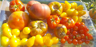 After the plants begin to develop tomatoes, the lower leaves break out in yellow spots. Top 5 Reasons You Keep Killing Your Potted Tomato Plants Growjourney