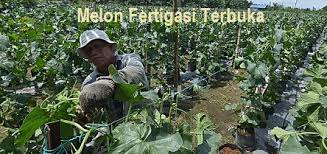  rockmelon 1# semaian dan penjagaan | semai terus dalam polybag. Anim Agro Technology Rock Melon Tanam Fertigasi Terbuka