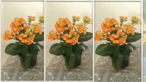 Kalanchoe Como Cuidar Youtube