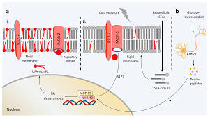 Factors Affecting Membrane Fluidity | Grade 12 Biology