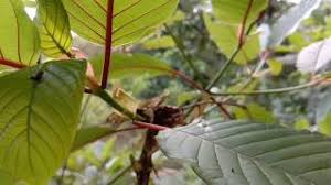Daun sirih merah tidak jauh berbeda dari daun sirih biasa, hanya warnanya saja yang terlihat lebih mencolok. Melihat Budidaya Kratom Alias Daun Puri Puri Di Kapuas Hulu Kalbar Youtube
