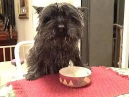 Happy Birthday I Love You Memes Spoiled Dogs Terrier Cairn Terrier