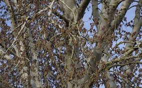 The bark, combined with the berries, create excellent winter interest. the tree is a great addition to any landscape, even after the leaves have fallen for the season. Silver Poplar Trees In Colorado Ross Tree Company Denver Colorado